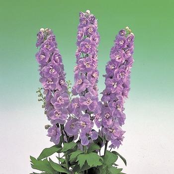 Delphinium elatum 'Aurora Lavender' (165792)