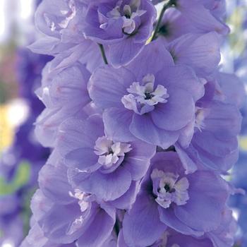 Delphinium elatum 'Aurora Lavender' (165793)