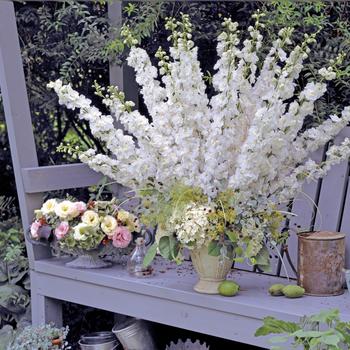 Delphinium elatum 'Aurora White' (165795)