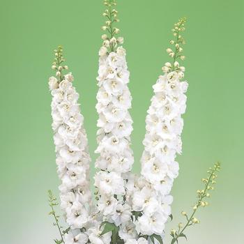 Delphinium elatum 'Aurora White' (165797)