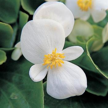 Begonia semperflorens Monza™ '' (165952)