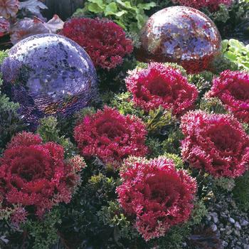 Brassica oleracea 'Glamour Red' (166001)