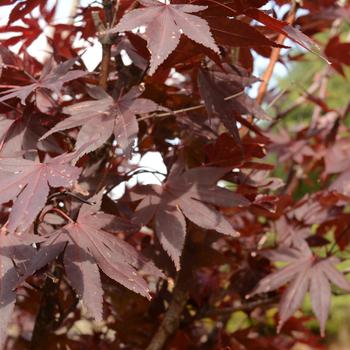 Acer palmatum 'Hefner's Red' (166161)