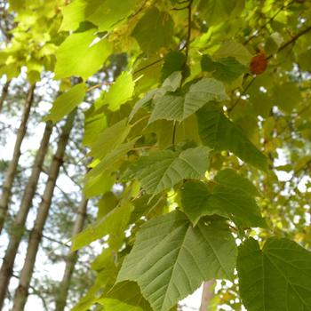 Acer pennsylvanicum '' (166178)