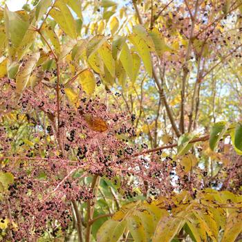 Aralia elata '' (166273)