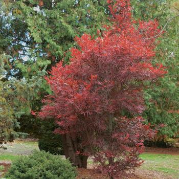 Acer palmatum 'Beni Otaki' (166276)