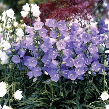 Campanula persicifolia 'Takion Blue' (166293)