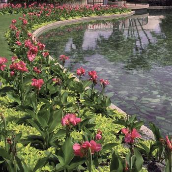 Canna x generalis 'Tropical Rose' (166297)