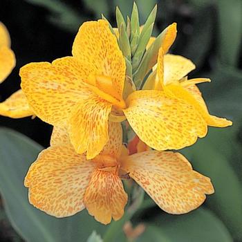 Canna x generalis 'Tropical Yellow' (166304)