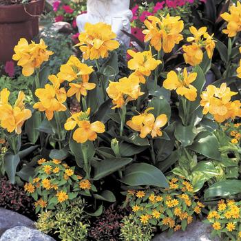 Canna x generalis 'Tropical Yellow' (166305)