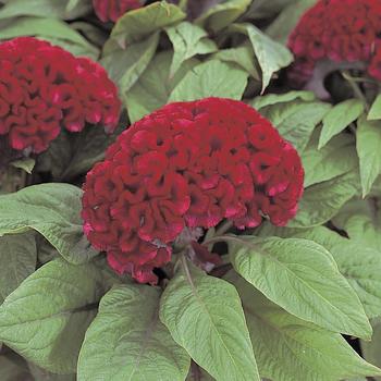 Celosia cristata Armor™ Red '' (166357)