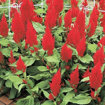 Celosia argentea 'Castle Scarlet' (166362)