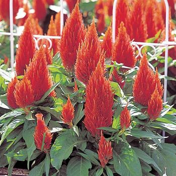 Celosia argentea 'Castle Orange' (166364)