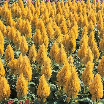 Celosia argentea 'Castle Yellow' (166369)