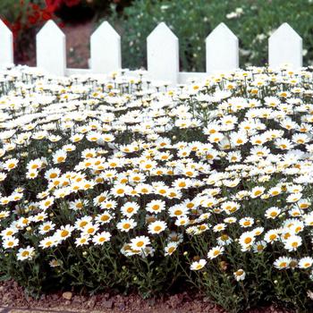 Chrysanthemum paludosum 'Snowland' (166373)