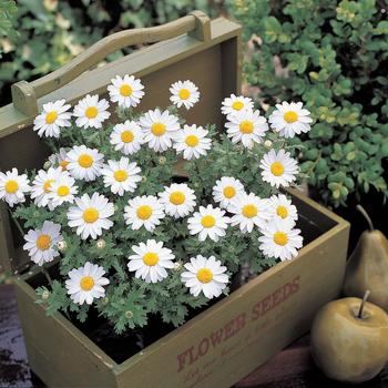 Chrysanthemum paludosum 'Snowland' (166375)