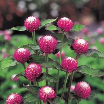 Gomphrena 'Audray Bicolor Rose' (166381)