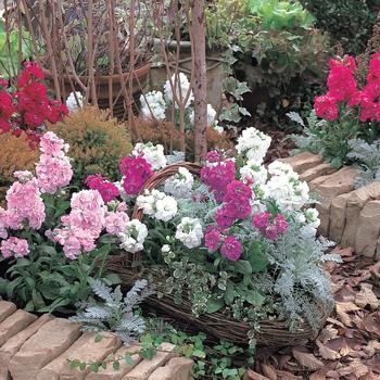 Matthiola Incana Harmony™ Mix '' (166480)