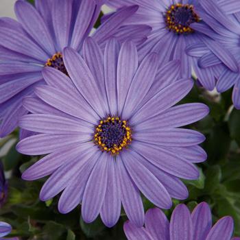 Osteospermum Zion™ Blue Denim '' (166491)