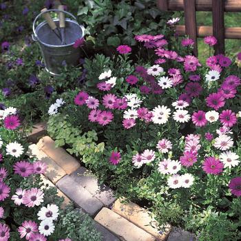 Osteospermum 'Passion Mix' (166495)