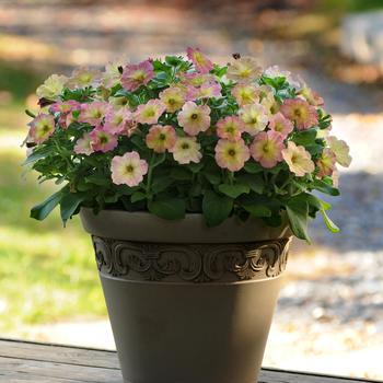 Petunia Debonair™ 'Dusty Rose' (166565)