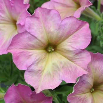 Petunia Debonair™ 'Dusty Rose' (166566)