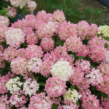 Hydrangea paniculata 'Fire Light Tidbit®' (166589)