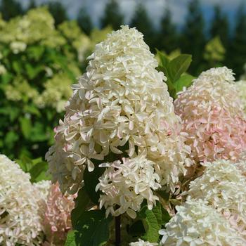 Hydrangea paniculata 'Quick Fire Fab®' (166592)