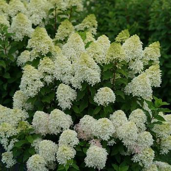 Hydrangea paniculata 'Quick Fire Fab®' (166594)