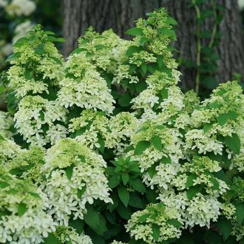 Hydrangea paniculata 'Quick Fire Fab®' (166596)