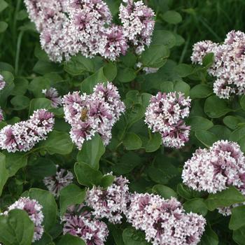 Syringa Baby Kim® '' (166600)