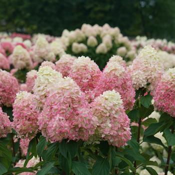 Hydrangea paniculata 'Limelight Prime®' (166602)