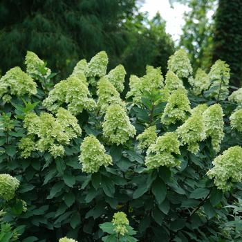 Hydrangea paniculata 'Limelight Prime®' (166603)