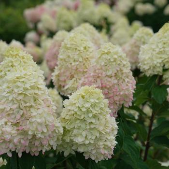 Hydrangea paniculata 'Limelight Prime®' (166605)