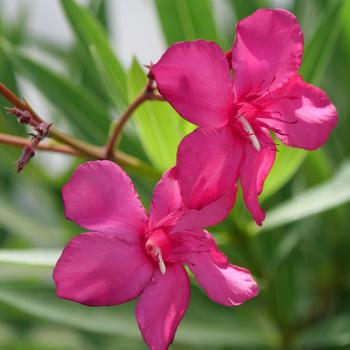 Nerium oleander 'Austin Pretty Limits®' (166610)