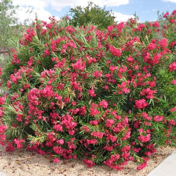 Nerium oleander 'Austin Pretty Limits®' (166611)