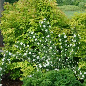 Philadelphus coronarius 'Illuminati Arch®' (166613)