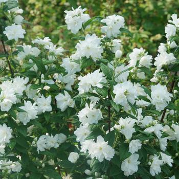 Philadelphus coronarius 'Illuminati Arch®' (166615)