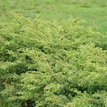 Juniperus communis 'Tortuga®' (166616)