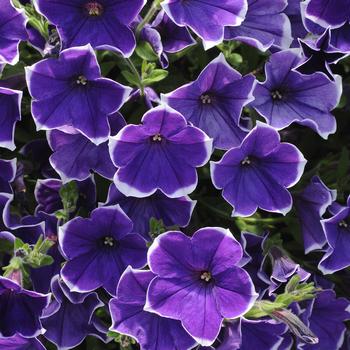 Petunia 'Rhythm & Blues' (166674)