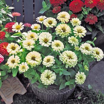 Zinnia elegans Dreamland™ Ivory '' (166697)