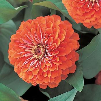 Zinnia elegans Dreamland™ Coral '' (166700)