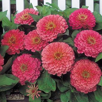 Zinnia elegans Dreamland™ Pink '' (166704)