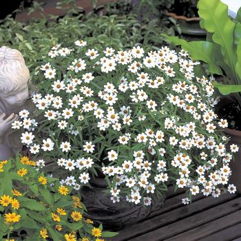 Zinnia angustifolia (linearis) Crystal 'White' (166714)