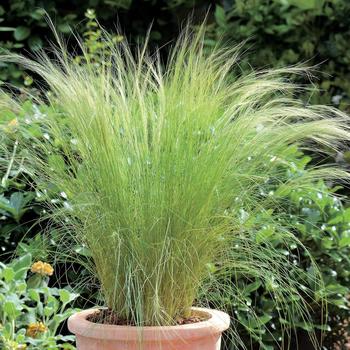 Stipa tenuissima '' (166716)