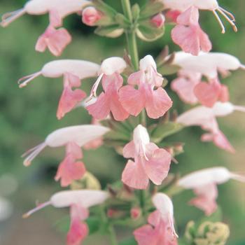 Salvia coccinea Summer Jewel™ '' (166717)