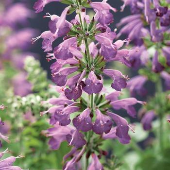 Salvia coccinea Summer Jewel™ '' (166721)