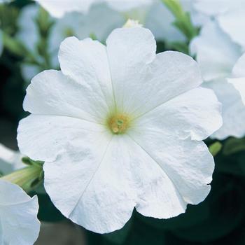 Petunia Trilogy™ White '' (166722)