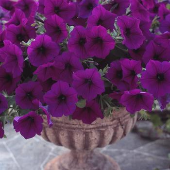 Petunia Trilogy™ 'Purple' (166727)