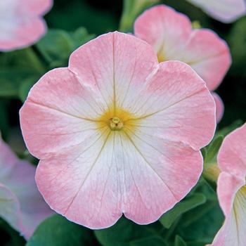 Petunia Trilogy™ Salmon '' (166729)